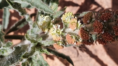 Reseda villosa