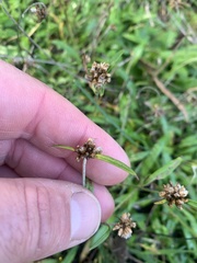 Euchiton gymnocephalus