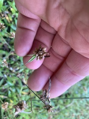 Euchiton gymnocephalus