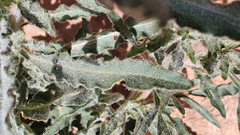 Reseda villosa