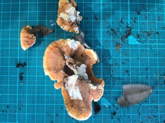 Thelephora aurantiotincta