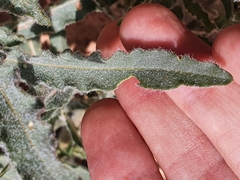 Reseda villosa