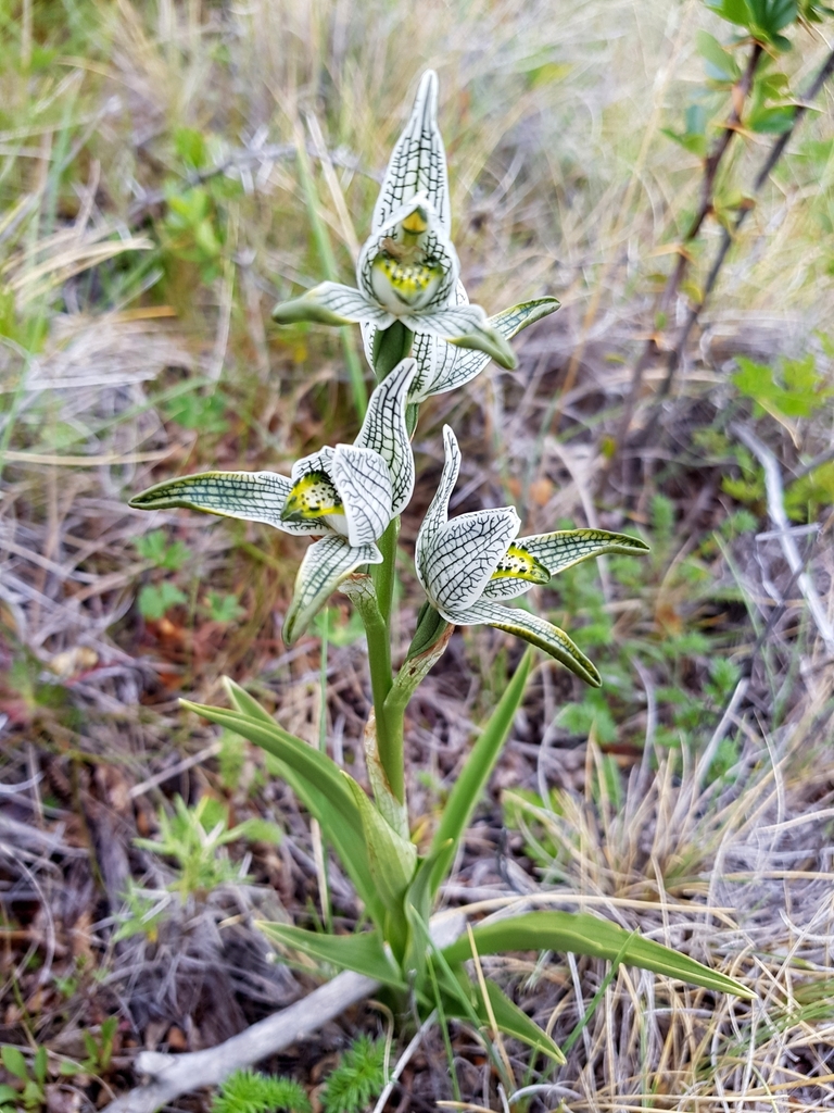 Orquídea porcelana