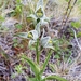 Porcelain Orchid - Photo (c) urs braendle, some rights reserved (CC BY-NC-SA), uploaded by urs braendle