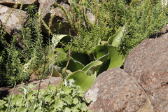 Haemanthus humilis
