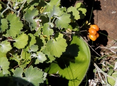 Haemanthus humilis