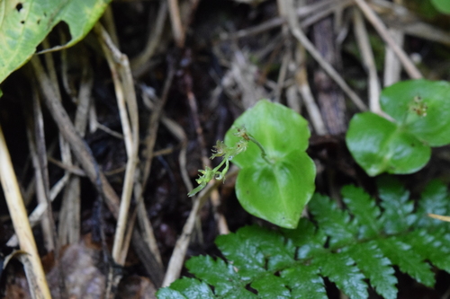 Neottia puberula