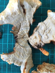 Thelephora aurantiotincta