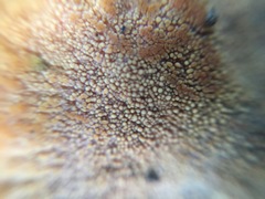 Thelephora aurantiotincta