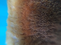 Thelephora aurantiotincta