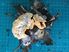 Thelephora aurantiotincta