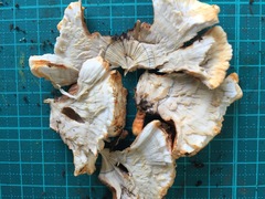 Thelephora aurantiotincta