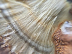 Thelephora aurantiotincta