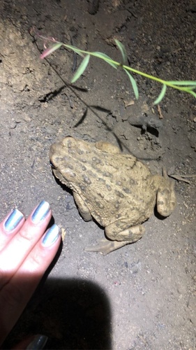 iNaturalist observation photo of Western Toad