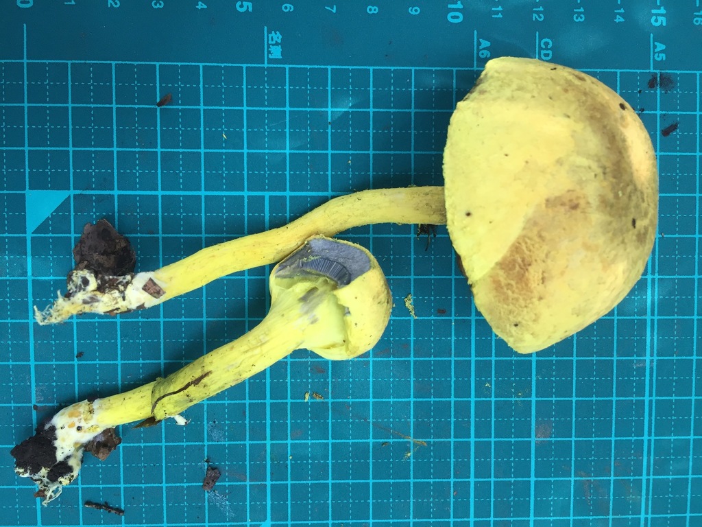 Pulveroboletus ravenelii