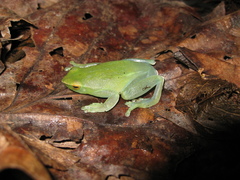 Sphaenorhynchus lacteus