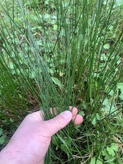 Juncus hesperius