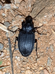 Licinus punctatulus