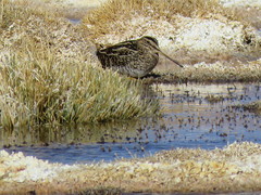 Gallinago andina