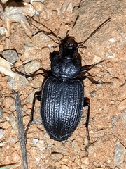 Licinus punctatulus