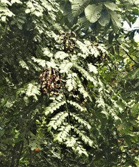 Adenanthera
