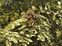 Adenanthera
