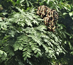 Adenanthera