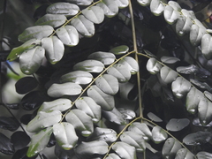 Adenanthera