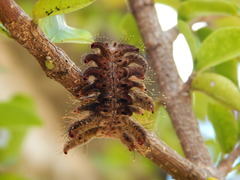 Phobetron hipparchia