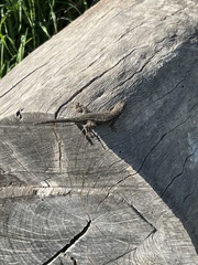 Sceloporus occidentalis