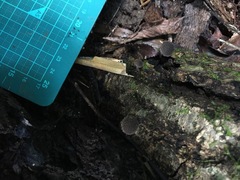 Cystoagaricus strobilomyces