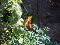 Heraclides thoas brasiliensis
