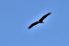 Haliaeetus