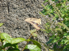 Heraclides thoas brasiliensis