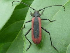 Amarysius altajensis