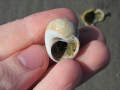 Notocochlis isabelleana