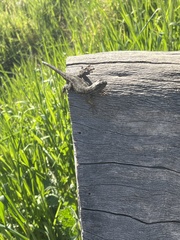 Sceloporus occidentalis