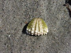 Arbacia dufresnii