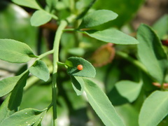 Heraclides thoas brasiliensis