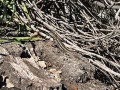 Sceloporus occidentalis