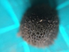 Cystoagaricus strobilomyces