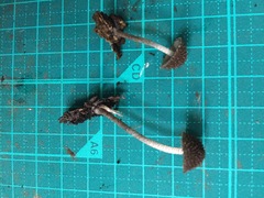 Cystoagaricus strobilomyces