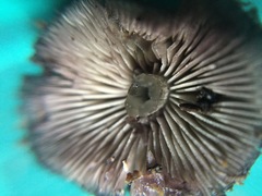 Cystoagaricus strobilomyces