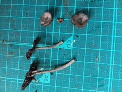 Cystoagaricus strobilomyces