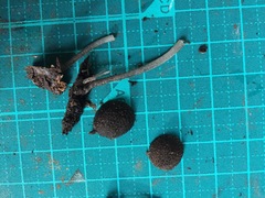 Cystoagaricus strobilomyces