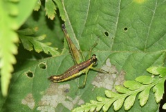 Paramastax annulipes