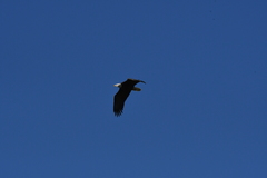 Haliaeetus
