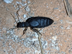 Meloe mediterraneus