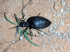 Meloe mediterraneus