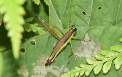 Paramastax annulipes